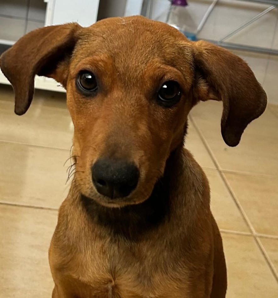 Bibi